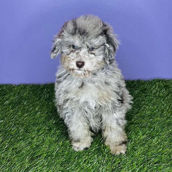 Puppyland San Antonio 4
