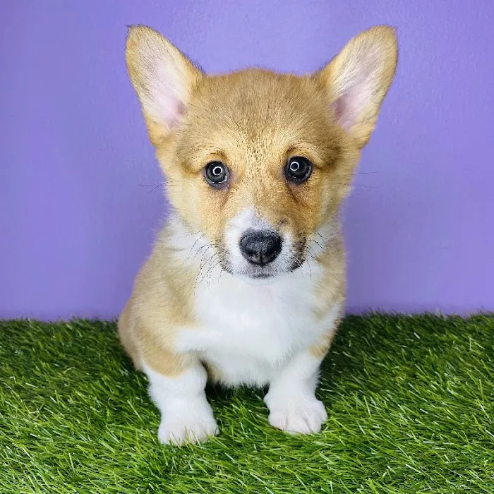 Puppyland San Antonio 7