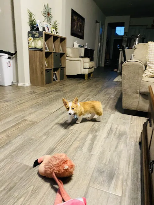 Puppyland San Antonio 5