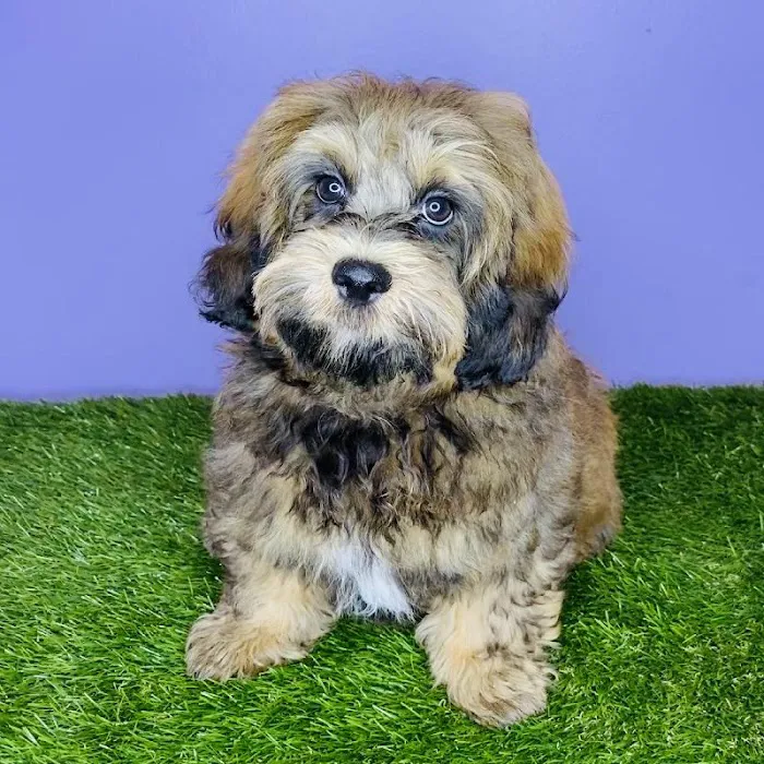 Puppyland San Antonio 9