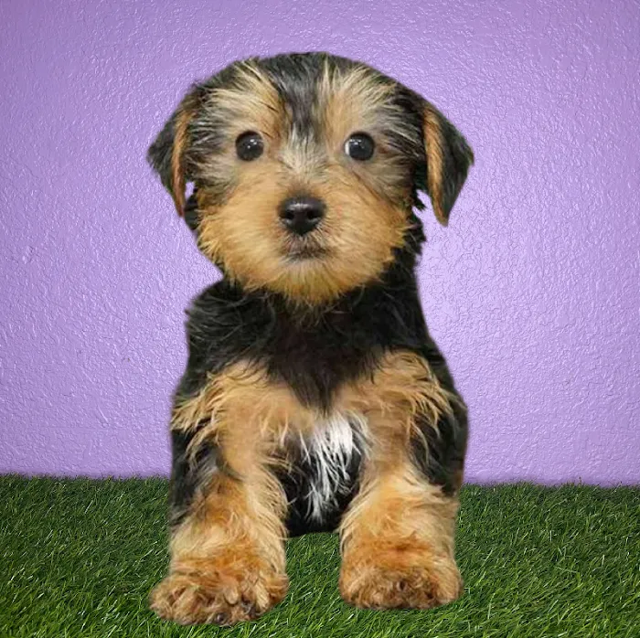 Puppyland San Antonio 10