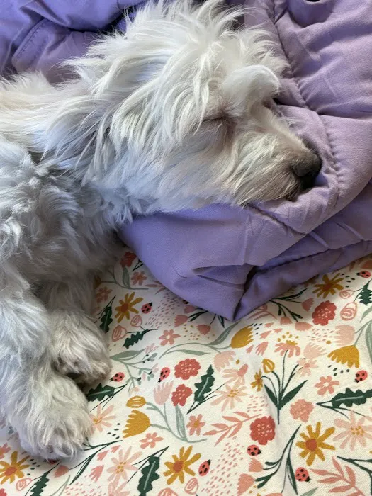 Puppyland San Antonio 1