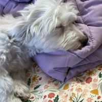 Puppyland San Antonio ico