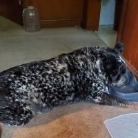 Riversong Veterinary Clinic ico