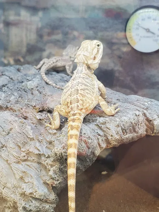 Petco 1