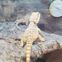 Petco ico