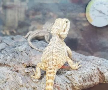 Petco