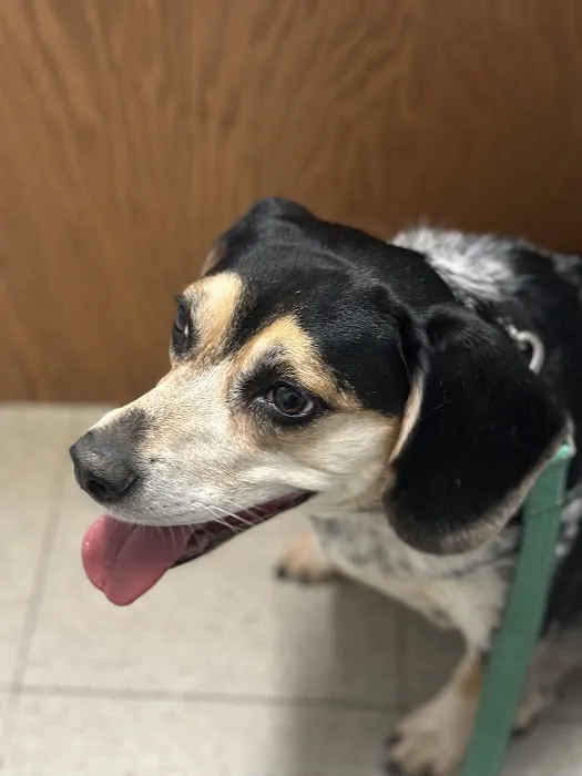 Canton Animal Hospital PA 4