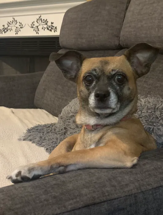 Canton Animal Hospital PA 2