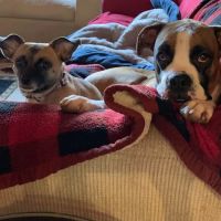 Canton Animal Hospital PA ico