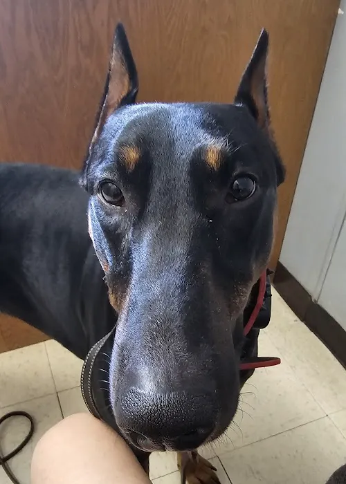 Canton Animal Hospital PA 6