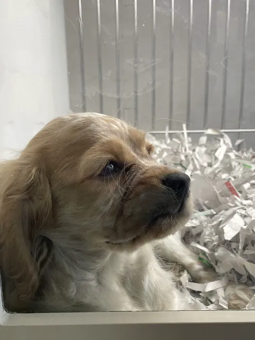 texas puppy store 8