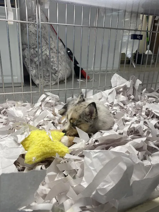 texas puppy store 1