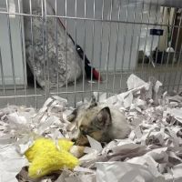 texas puppy store ico