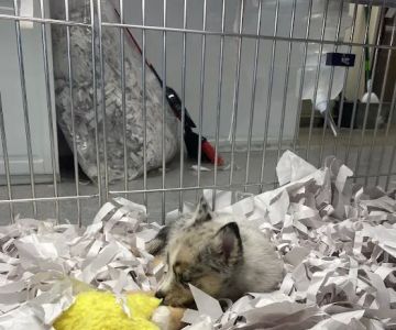 texas puppy store