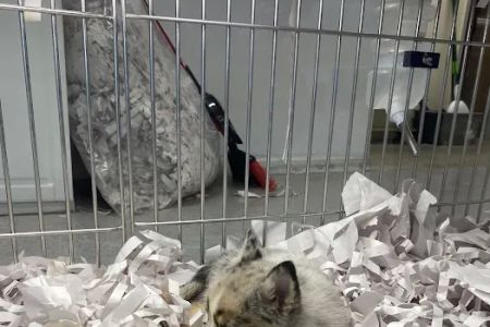 texas puppy store