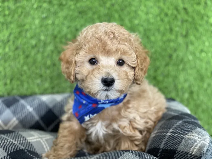 texas puppy store 2