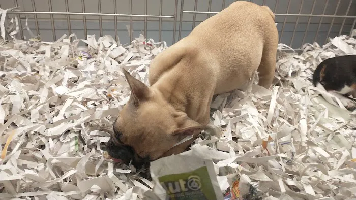 texas puppy store 7