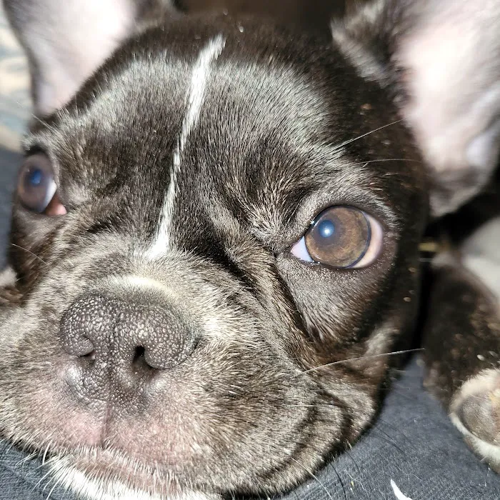 texas puppy store 10