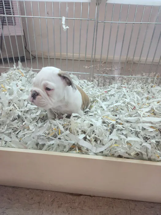 texas puppy store 5