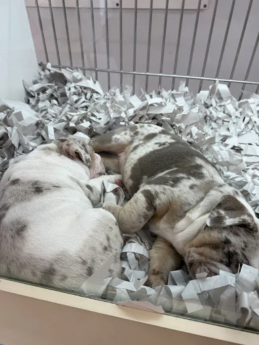 texas puppy store 6