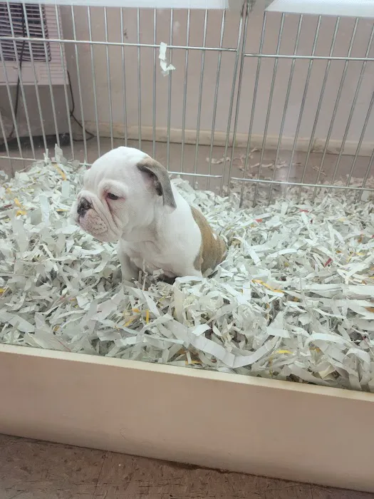 texas puppy store 4