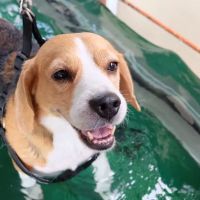 Mountain Top Canine Rehab ico