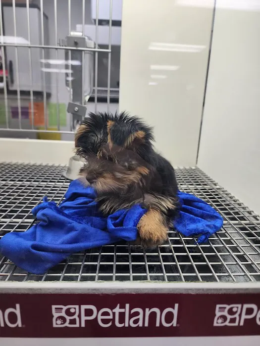 Petland Leon Valley 1