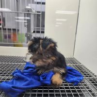 Petland Leon Valley ico