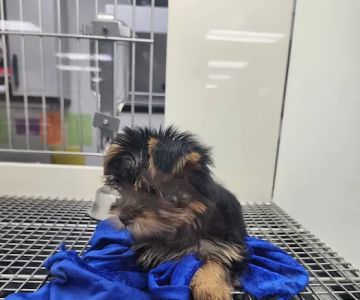 Petland Leon Valley