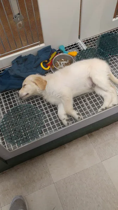 Petland Leon Valley 9