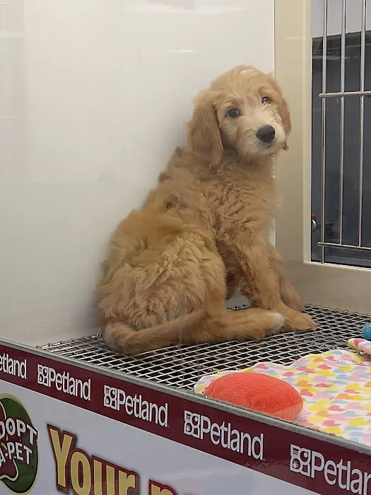 Petland Leon Valley 4