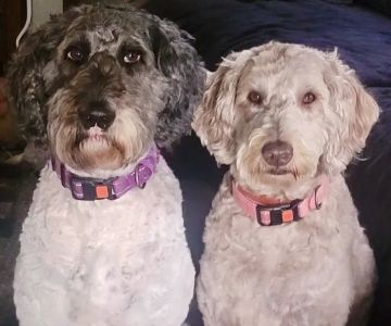 Saving Grace Animal Hospital