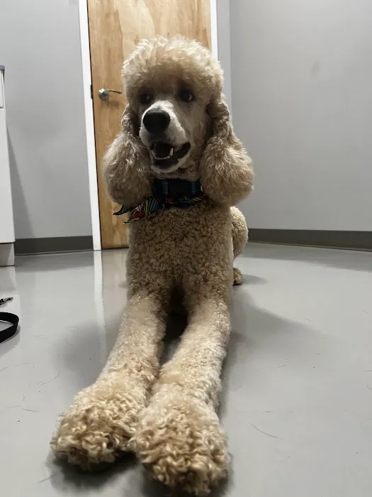 Veterinary Wellness Clinic of Spring Hill 6