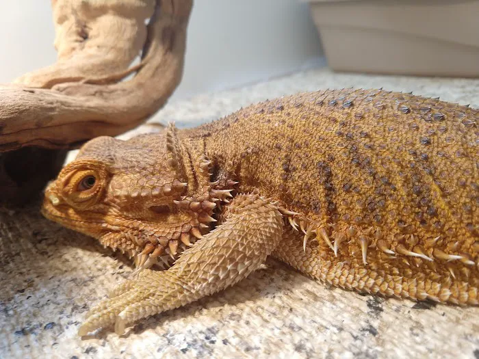 South Texas Dragons 6