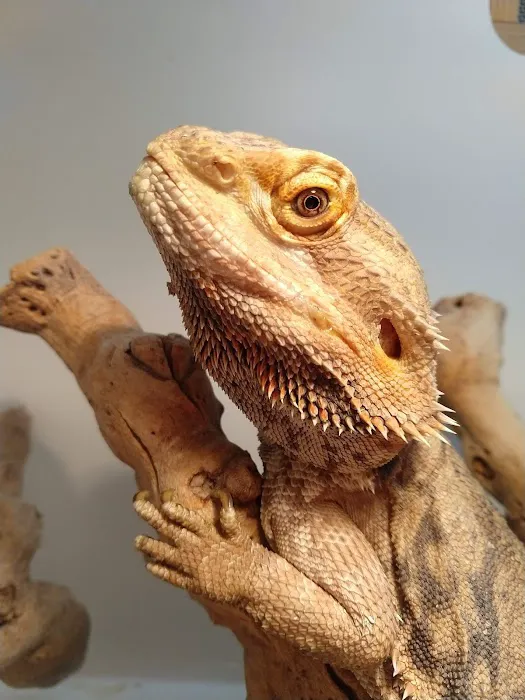 South Texas Dragons 10