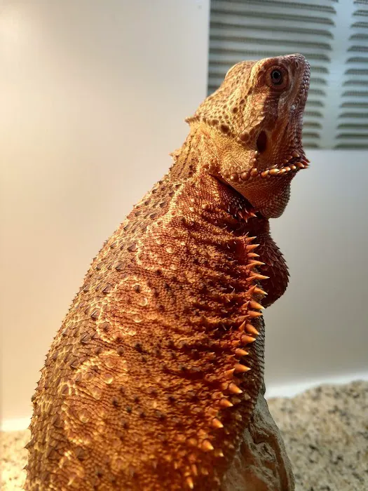 South Texas Dragons 4