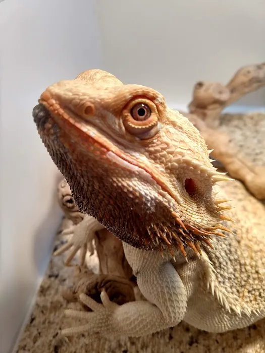 South Texas Dragons 3