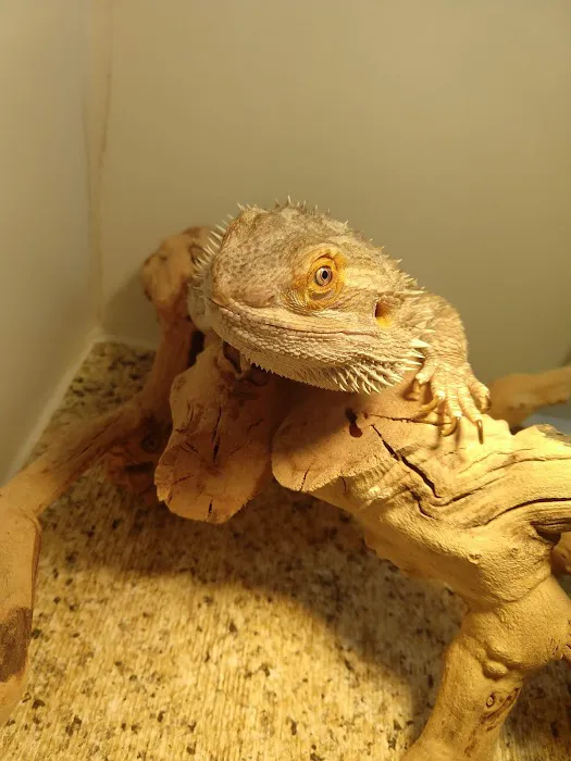 South Texas Dragons 1