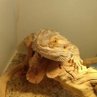 South Texas Dragons ico