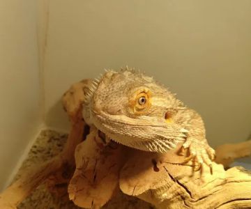 South Texas Dragons
