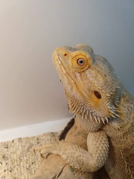 South Texas Dragons 2