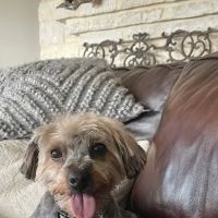 Petco ico