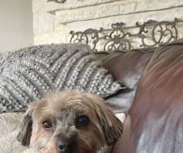 Petco