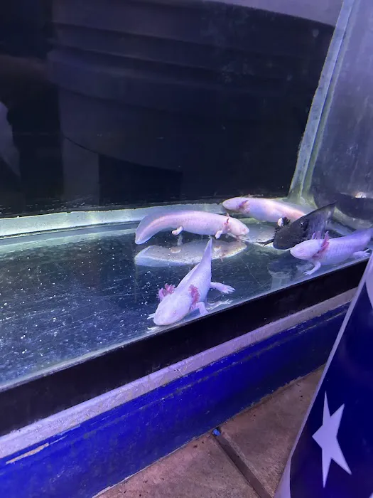 Aquarium Designs 2