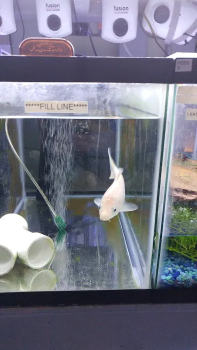 Aquarium Designs 10