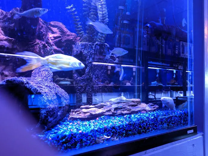 Aquarium Designs 3