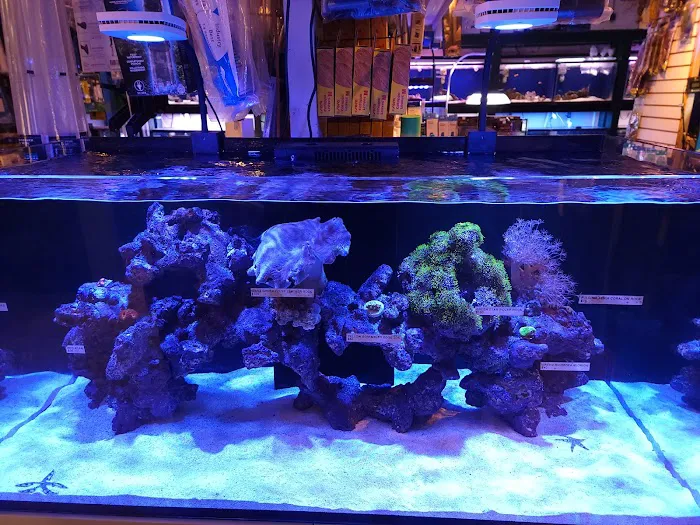 Aquarium Designs 5