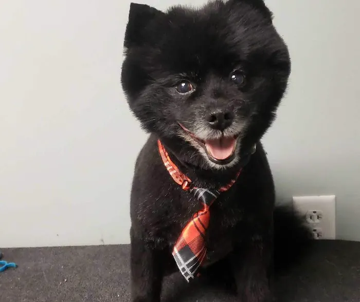 Agape Pet Hospital 3