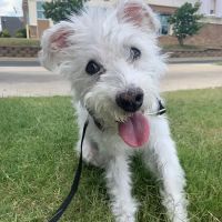 Agape Pet Hospital ico
